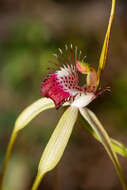 Image of Giant spider orchid