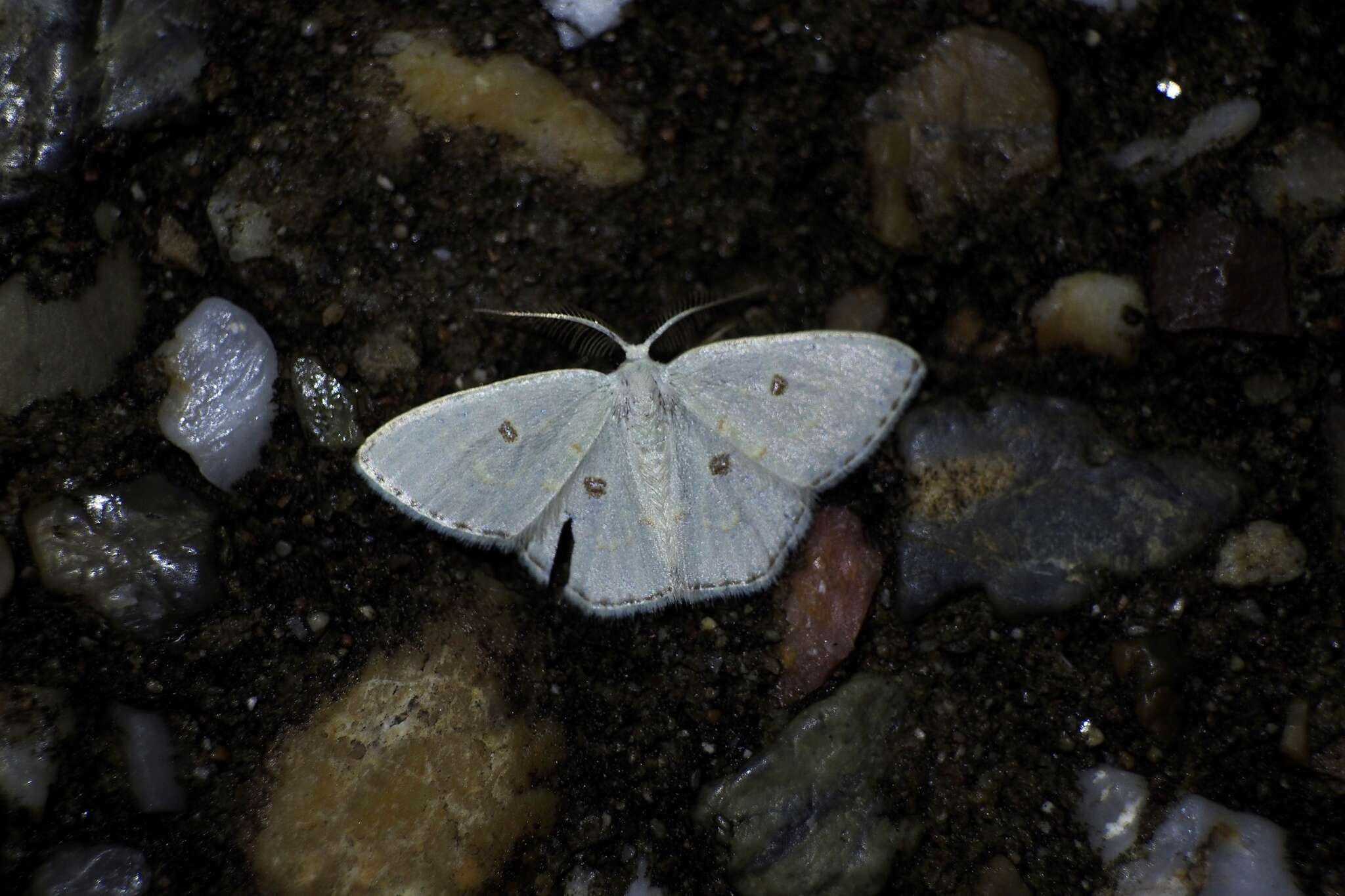 Image of Comostola subtiliaria Bremer 1864