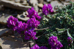 Image of Oxytropis neglecta Ten.