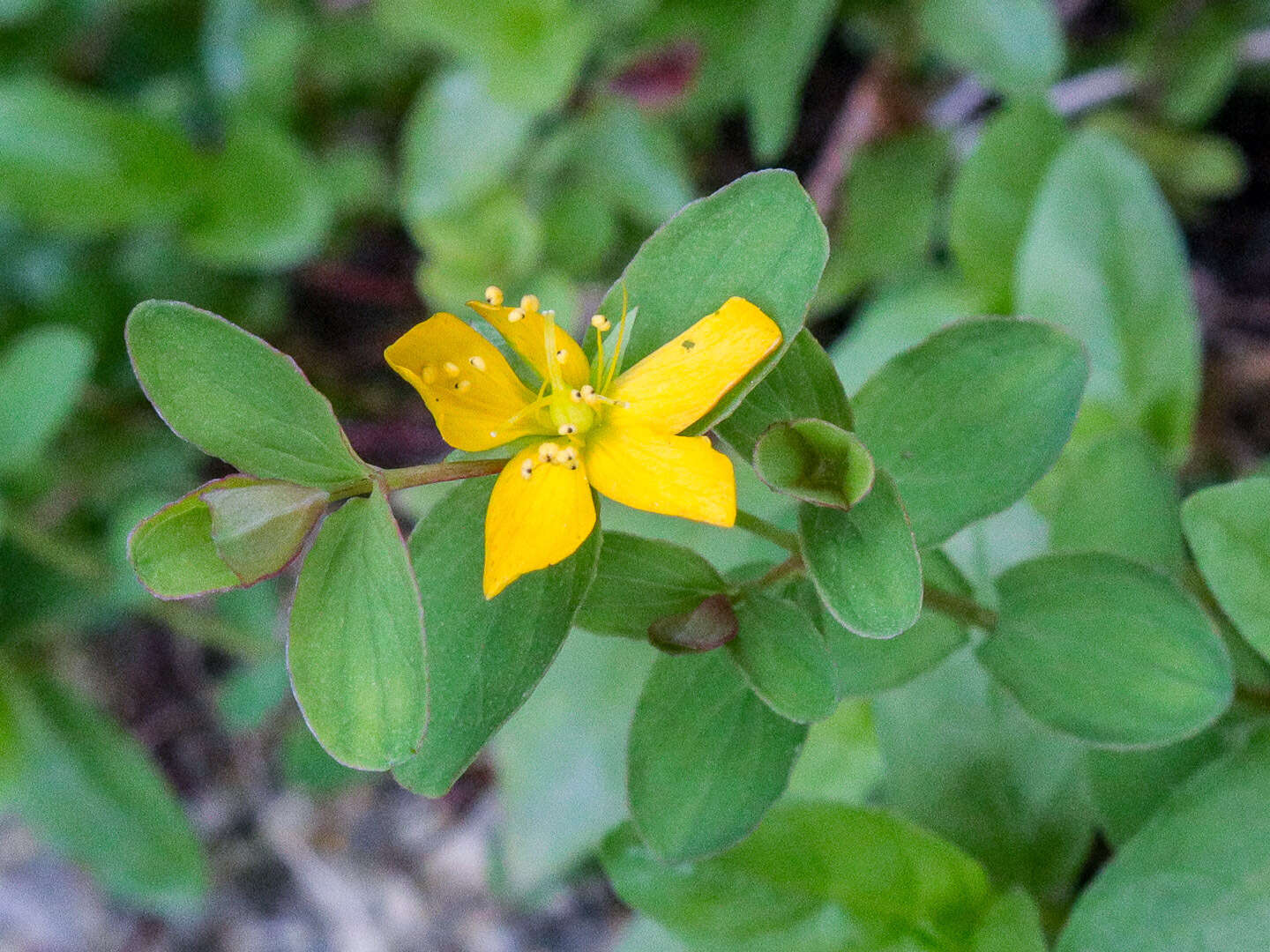 Imagem de Hypericum tetrapterum Fries