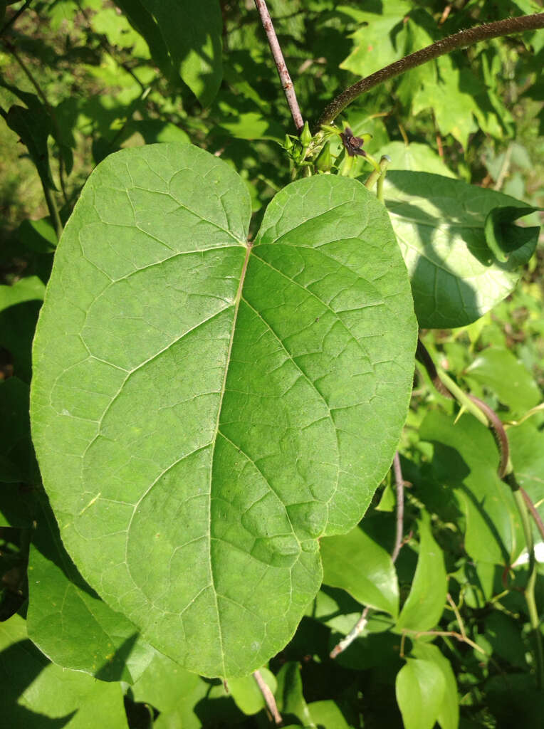 صورة Gonolobus suberosus (L.) Schult.