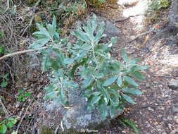 Plancia ëd Acrisione denticulata (Hook. & Arn.) B. Nord.