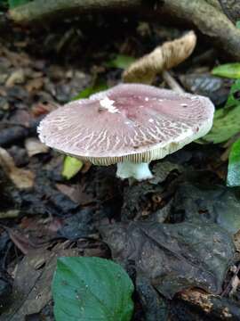 Image of Leucoagaricus lilaceus Singer 1952