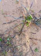 Image of purple needlegrass