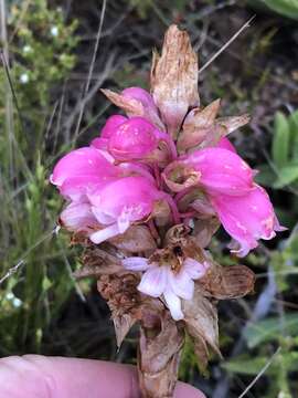 Image of Waxy satyr orchid