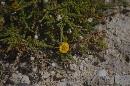 Image de Xanthisma arenarium (Benth.) D. R. Morgan & R. L. Hartm.