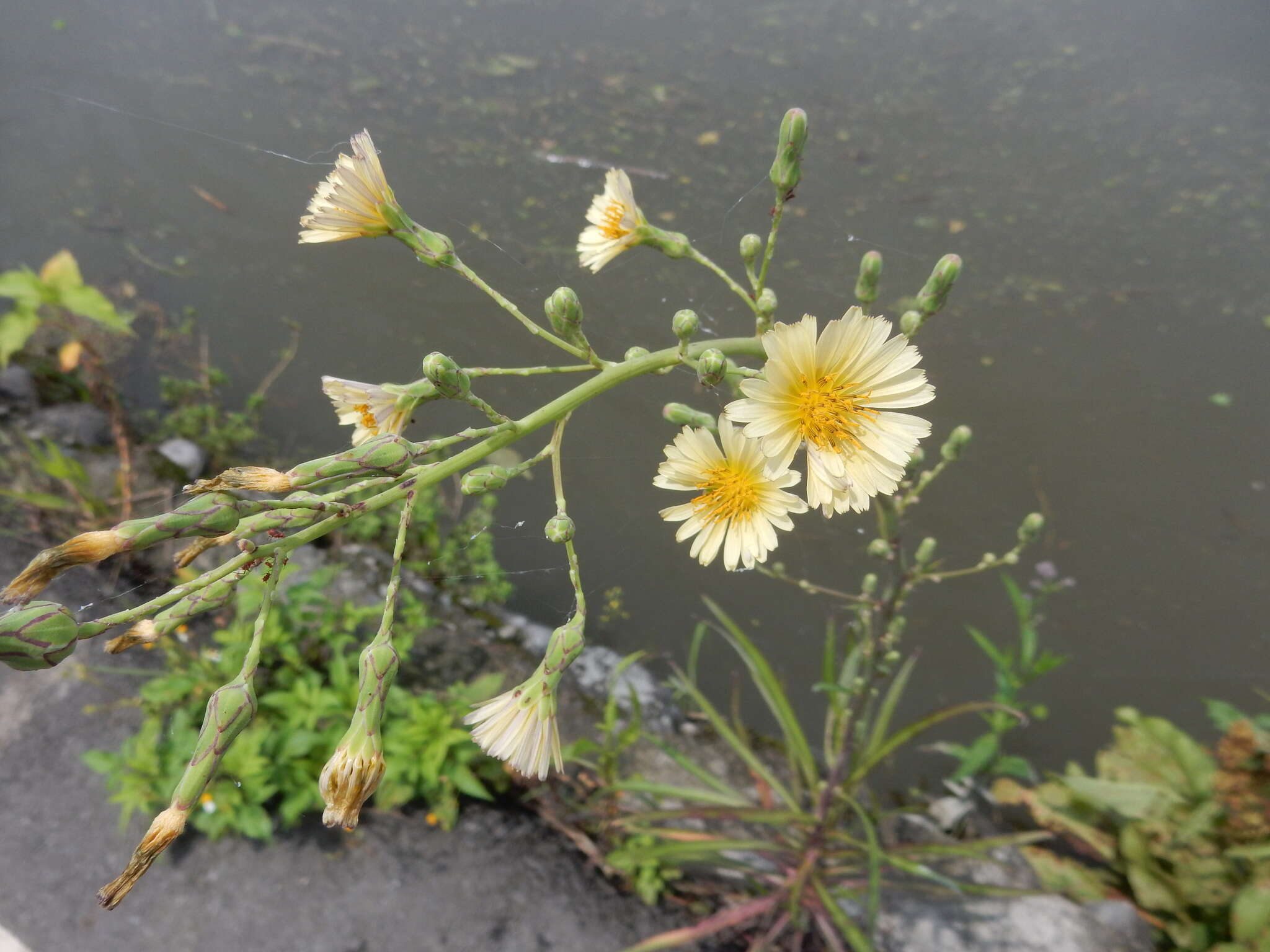 Image of Indian lettuce