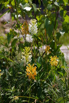 Image of fringed orchid