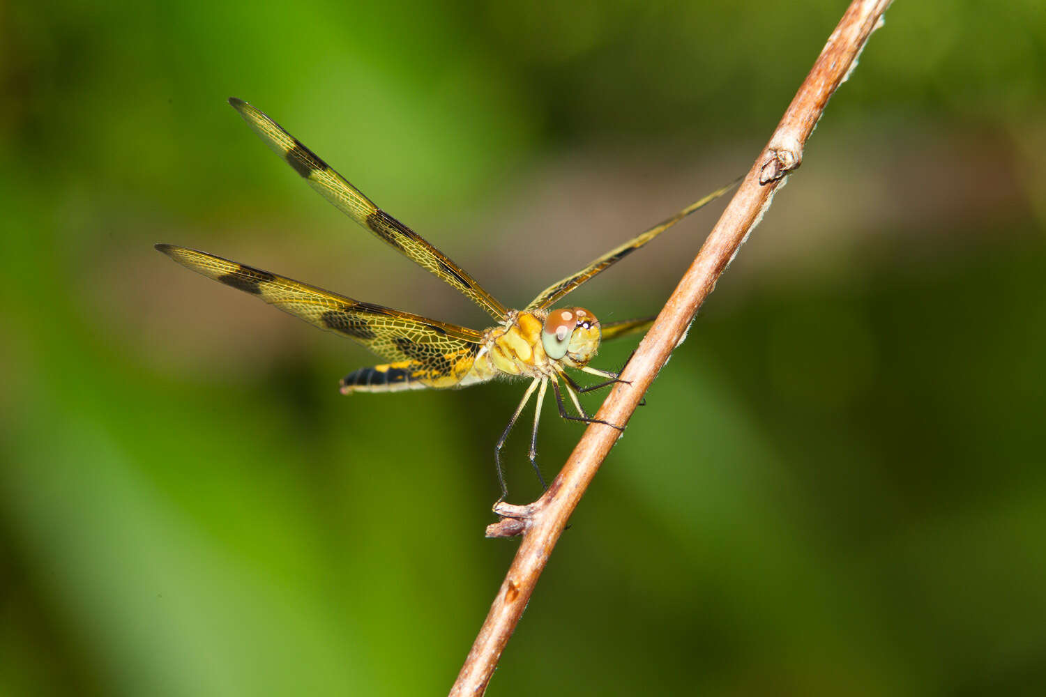 Celithemis eponina (Drury 1773) resmi