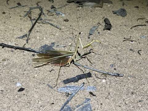 Image of Tenodera Burmeister 1838