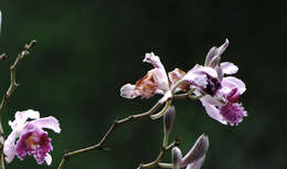 Image of Sobralia roezlii Rchb. fil.