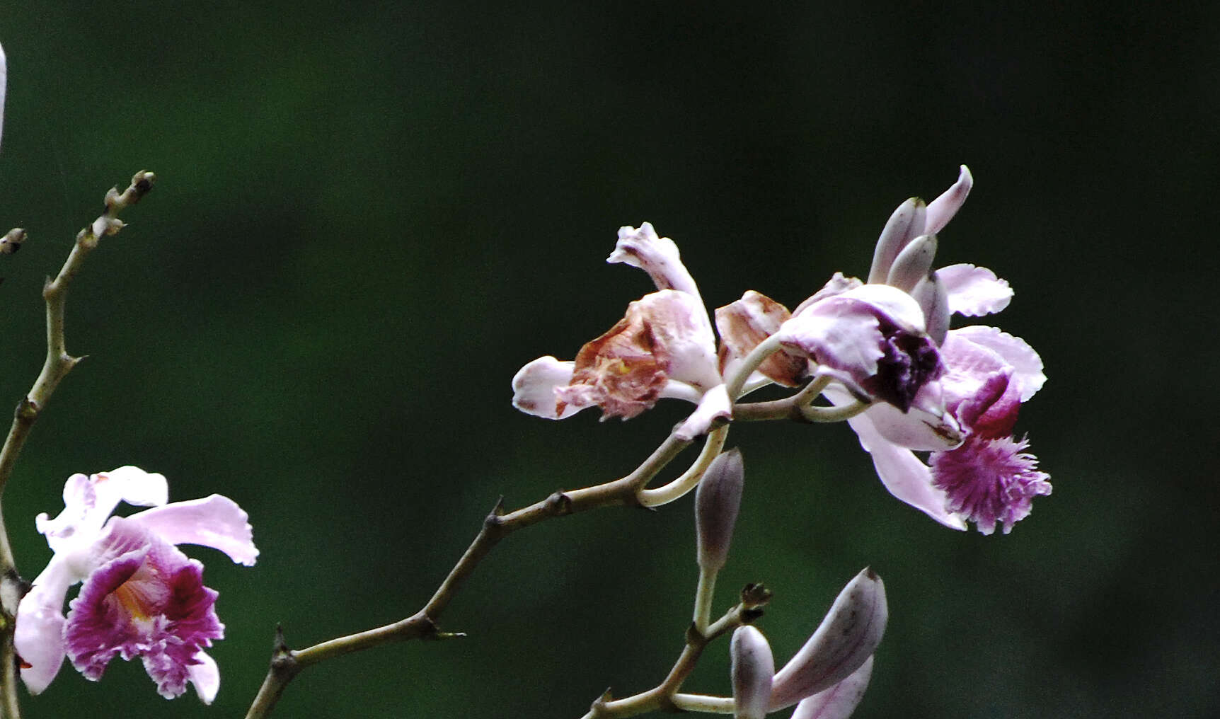 Image of Sobralia roezlii Rchb. fil.