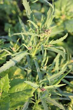 Image of Atriplex intracontinentalis Sukhor.