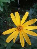 Imagem de Helianthus strumosus L.