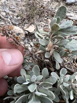 Image of Jaeger's beardtongue