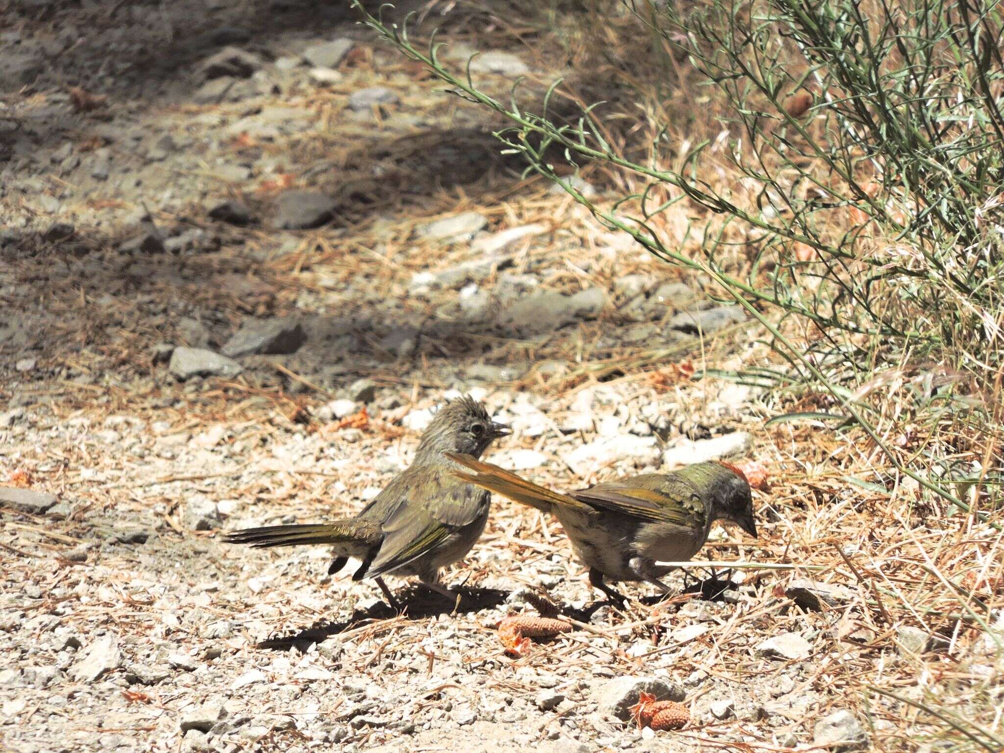 Image of Green-tailed Towhee