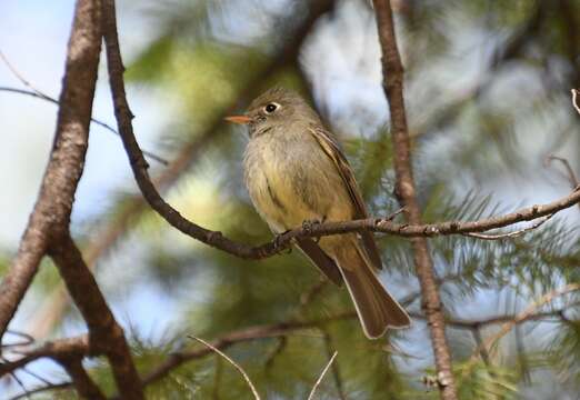 Empidonax affinis (Swainson 1827)的圖片