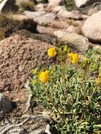 Image of Calceolaria pinifolia Cav.