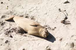 Image of elephant seal