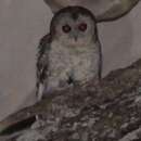 Image of Desert Owl