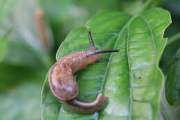 Image of Yellow-shelled semi-slugs