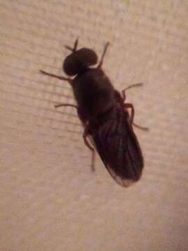 Image of Window Fly