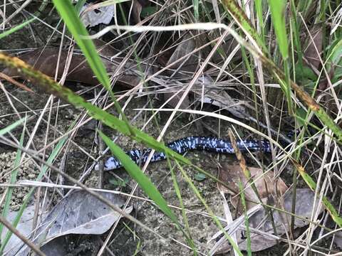 Image of Speckled Worm Lizard