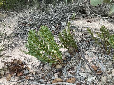 Image of Banksia repens Labill.