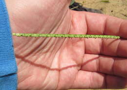 Image of thin paspalum