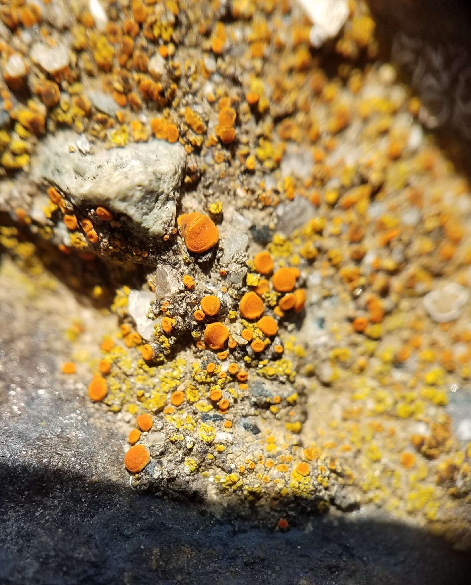 Image of orange lichen