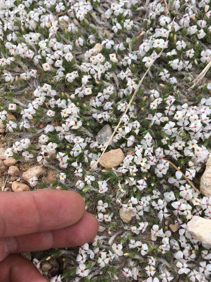 Image of mat prickly phlox