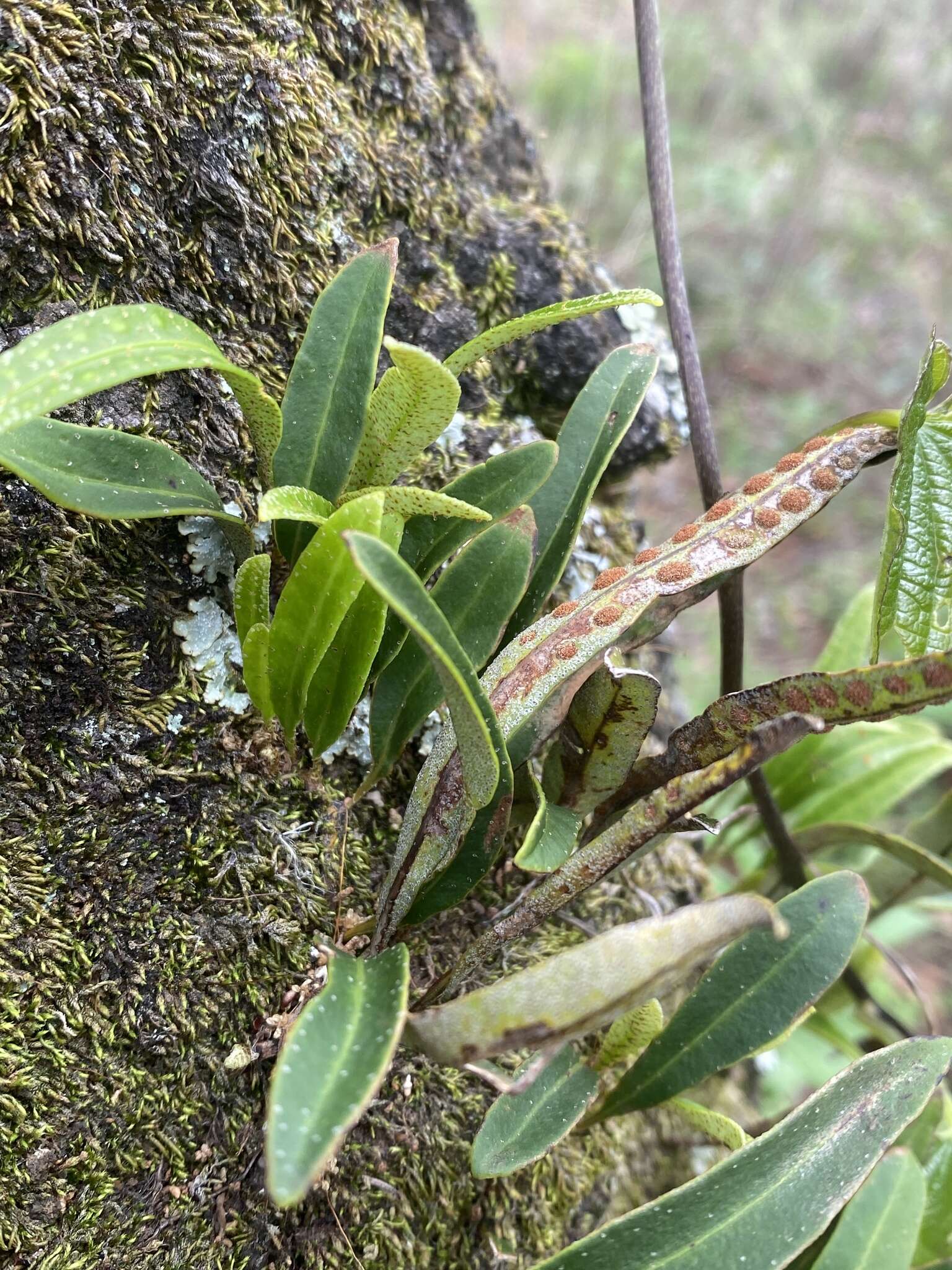 Image of redscale scaly polypody