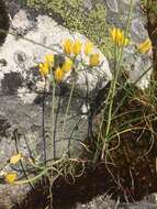 Image of Allium scorzonerifolium Desf. ex Redouté