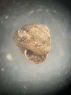 صورة <i>Euconulus chersinus</i>