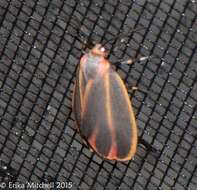 Image of Painted Lichen Moth