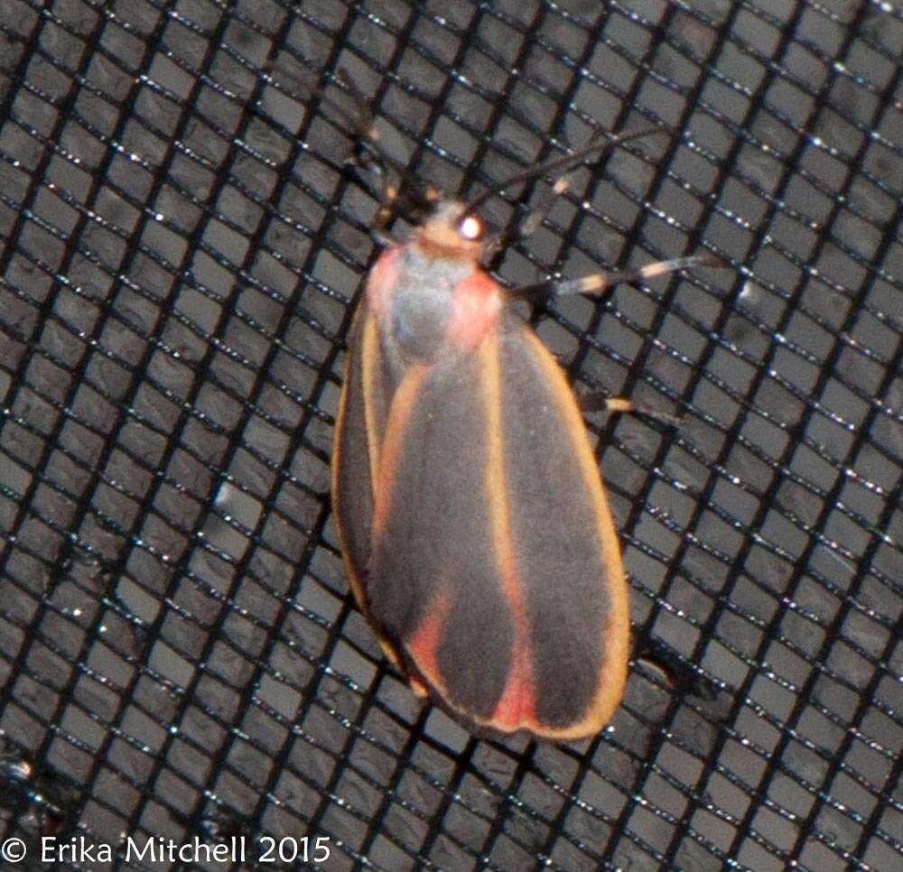 Image of Painted Lichen Moth