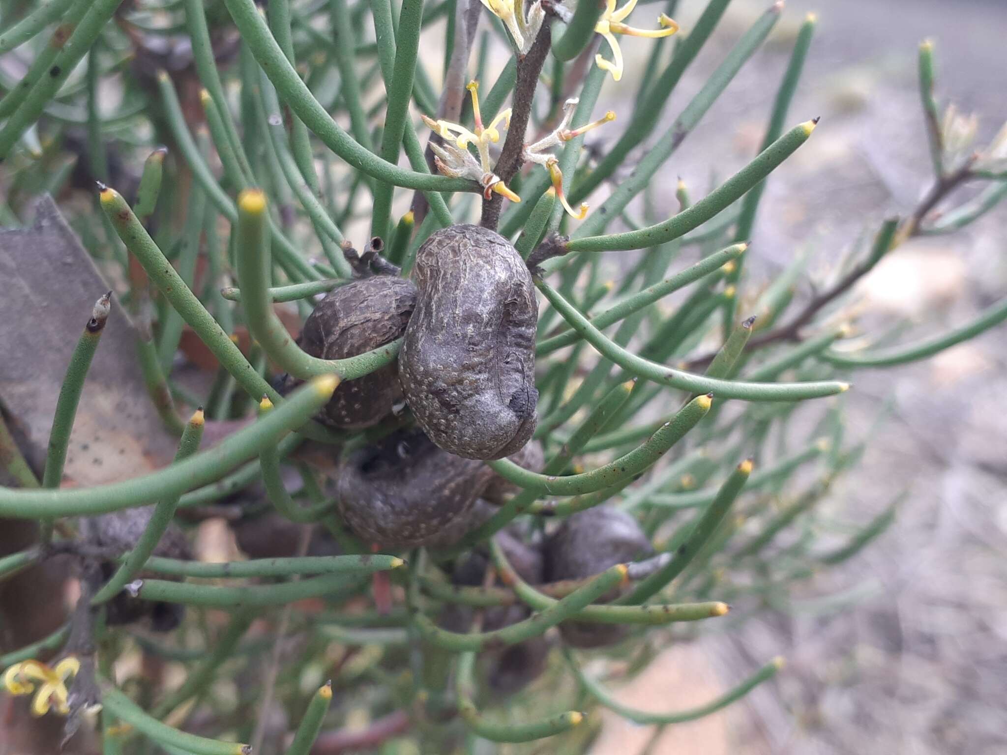 Image of Hakea epiglottis Labill.