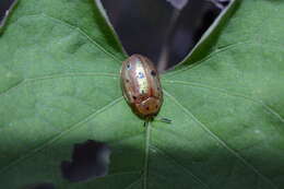 Plancia ëd Phytodectoidea duodecimsignata (Boheman 1854)