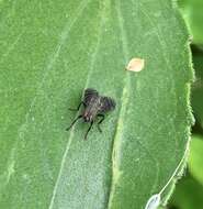 Image of Fly