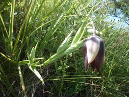 Image of Calochortus hartwegii Benth.