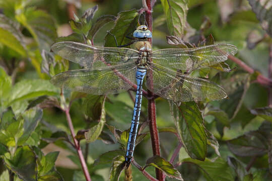 Image of Blue Emperor