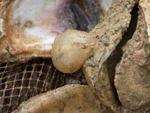 Image of Tunicate