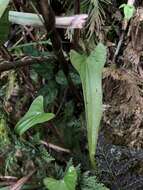 Image of Dioscorea hamiltonii Hook. fil.