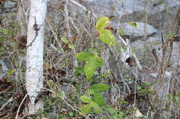 Image of Passiflora viridiflora Cav.