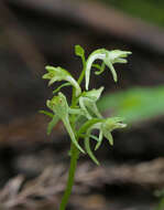 Image of Platanthera ophrydioides F. Schmidt