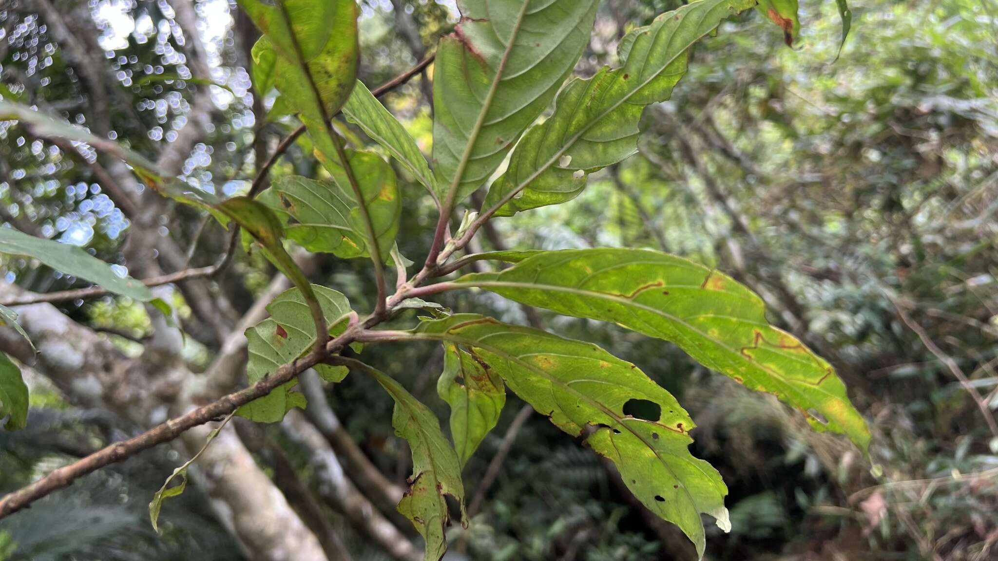 Strobilanthes longespicatus Hayata resmi