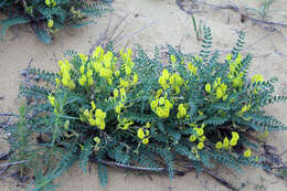 Imagem de Astragalus longipetalus Chater