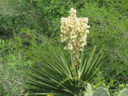 Image of Don Quixote's lace