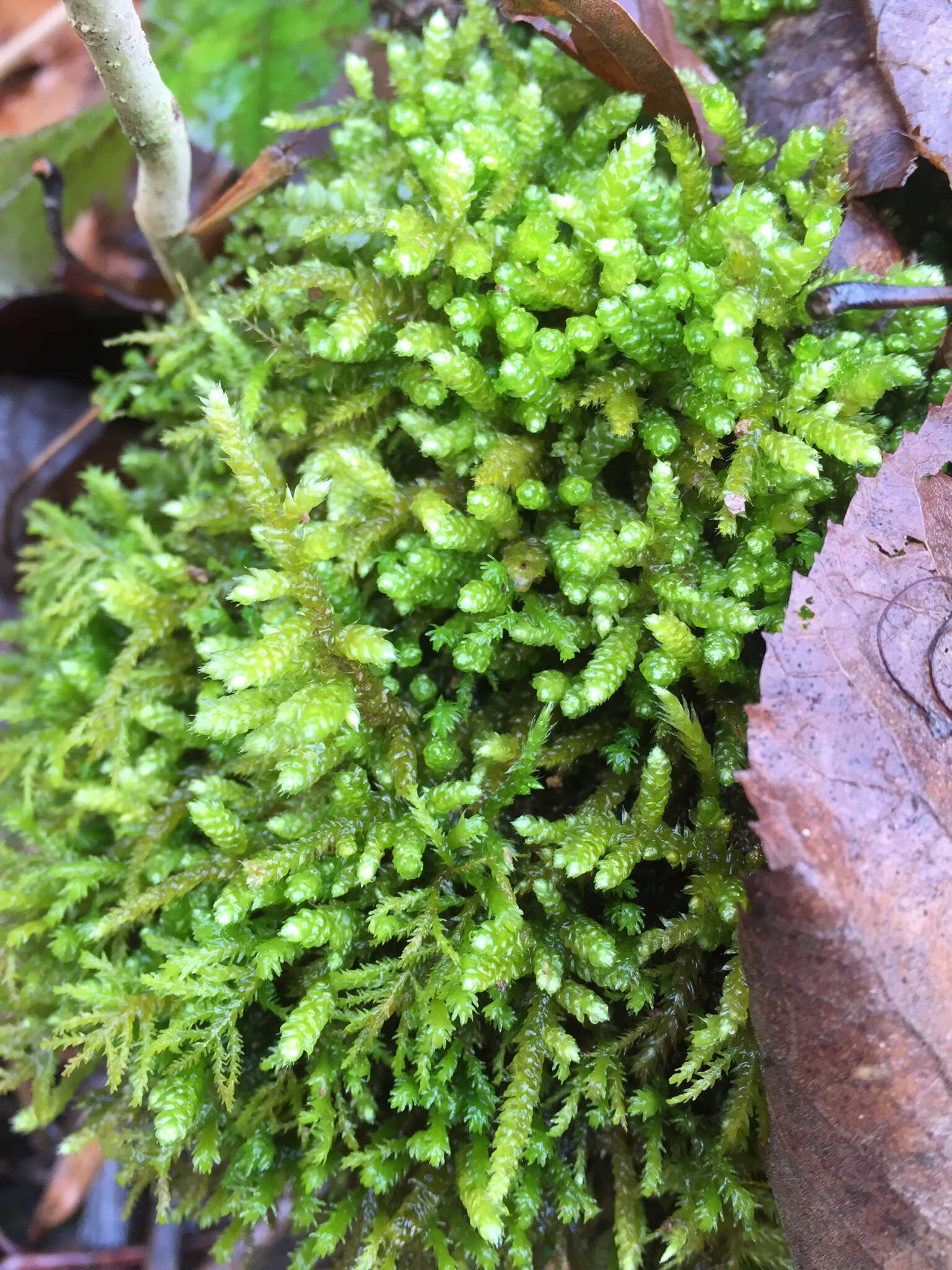 Слика од Bryoandersonia illecebra H. Robinson 1962