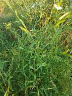 Plancia ëd Boltonia asteroides (L.) L'Hér.